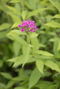 粉花绣线菊