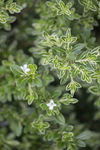 六月雪绿叶白花植物特写