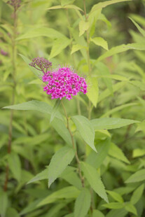 粉花绣线菊
