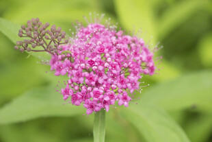 粉花绣线菊粉色小花特写