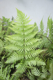 翠绿蕨类植物特写