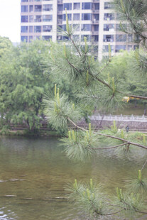 河畔松树与远处高楼景观