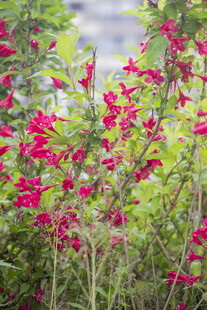 锦带花