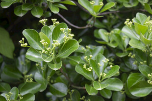 黄杨开花