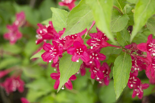 锦带花
