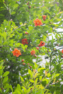 石榴花