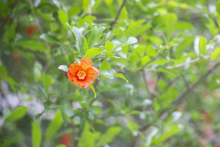 石榴花
