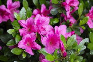 杜鹃花