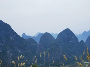 秀丽山峦与前景植物景观