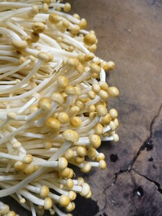新鲜金针菇特写