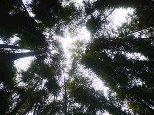 仰视茂密树林中的阳光