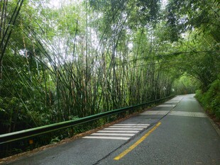 林间公路