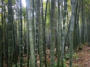 茂密竹林