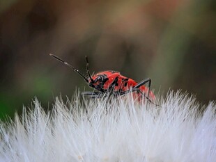 红黑昆虫立于白色绒毛上