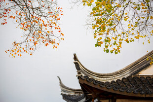 南京老门东徽派建筑与乌桕树秋色