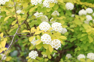 白色绣线菊