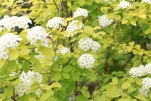 白色绣线菊