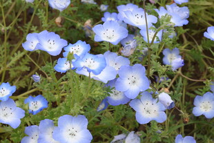 粉蝶花