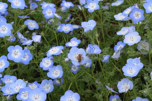 粉蝶花