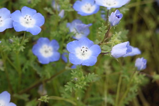 蓝色小花绽放于绿意间