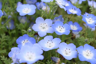 粉蝶花