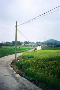 乡间小路旁的翠绿田野