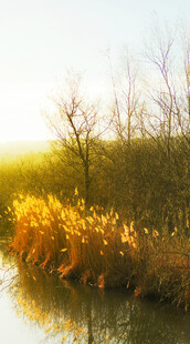 河畔秋景