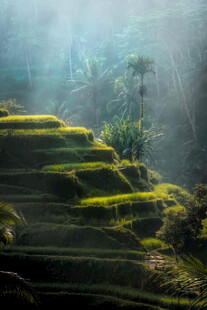 山间翠绿梯田的梦幻景致
