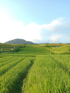 翠绿田野风光