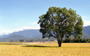 田野孤树