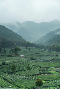 山间茶园美景