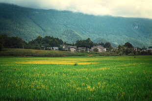 田园风光中的翠绿田野