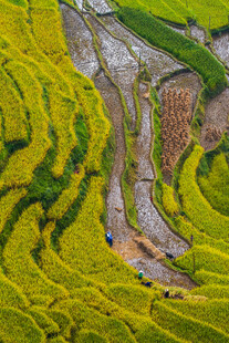 金黄梯田美景