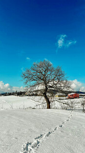 雪野孤树