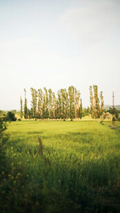田野风光