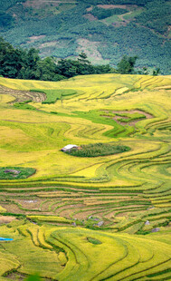 金黄梯田美景