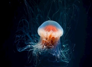 梦幻水母