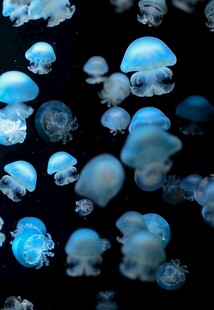水母群