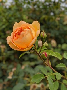 橙黄色娇艳月季花