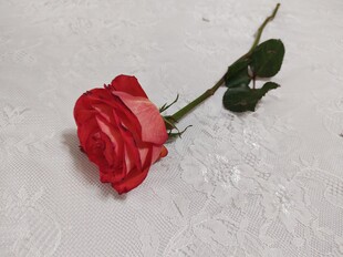 单枝娇艳红玫瑰