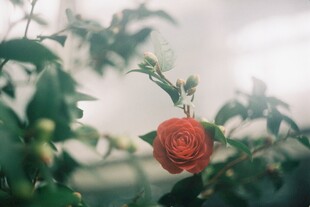 娇艳红玫瑰绽于绿植间