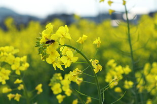 春日油菜花田中的蜜蜂