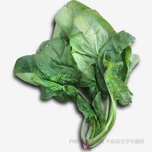 新鲜菠菜叶