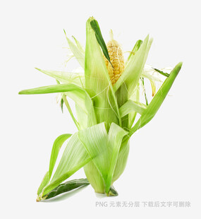 鲜嫩玉米棒