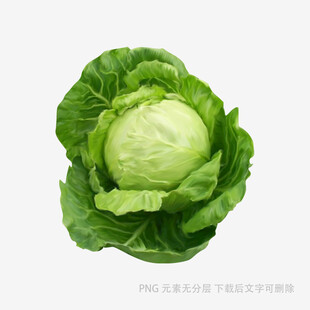 新鲜圆白菜