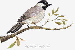 枝头小鸟图