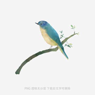 枝头蓝黄小鸟插画