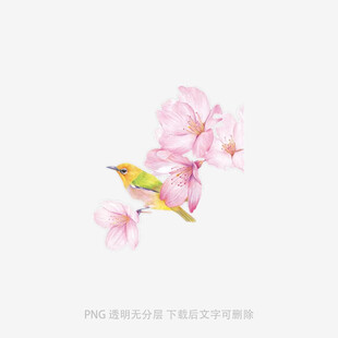 樱花枝头小鸟图