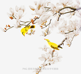 玉兰花枝上的双黄鸟