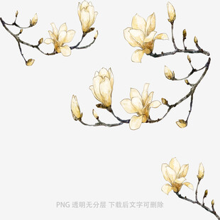 玉兰花枝绽放精美图案